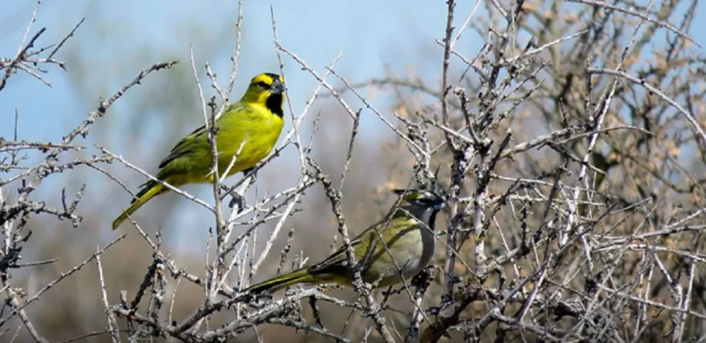Río Negro participó del October Big Day, una jornada mundial de observación de aves que permitió registrar distintas especies en la provincia y reunió a más de 50.000 observadores a nivel internacional. Foto: archivo.