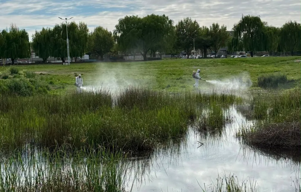 La Municipalidad de Choele Choel, junto a la empresa Carrasco e Hijos, inició trabajos en sectores de humedales para reducir la proliferación de mosquitos en la ciudad. Foto: gentileza.