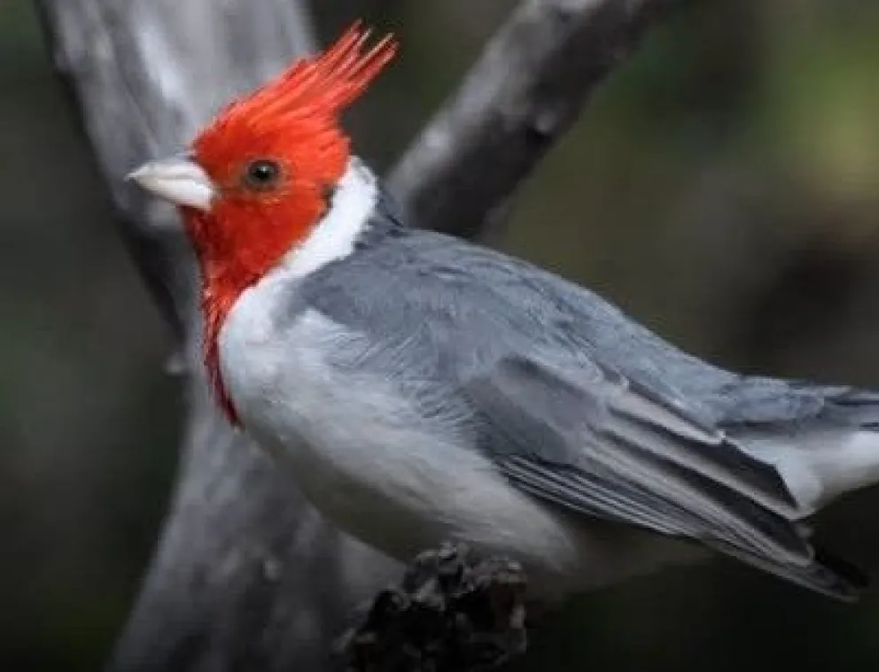 La Subsecretaría de Fauna Silvestre de Río Negro brindó una capacitación sobre la legislación provincial y advirtió sobre la captura ilegal de aves autóctonas, especialmente cardenales rojos y amarillos. Foto: gentileza.