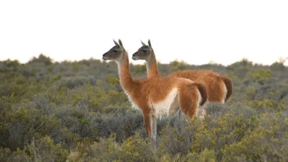 Investigadores del CONICET y la Universidad Nacional del Comahue advirtieron que Río Negro necesita actualizar sus estudios poblacionales antes de avanzar con una eventual autorización para la caza comercial de guanacos. Foto: archivo.