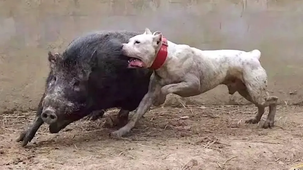La Legislatura de Río Negro analiza un proyecto que busca prohibir la utilización de perros y jaurías para la caza, con sanciones económicas y suspensión de licencias para los infractores. Foto: gentileza.