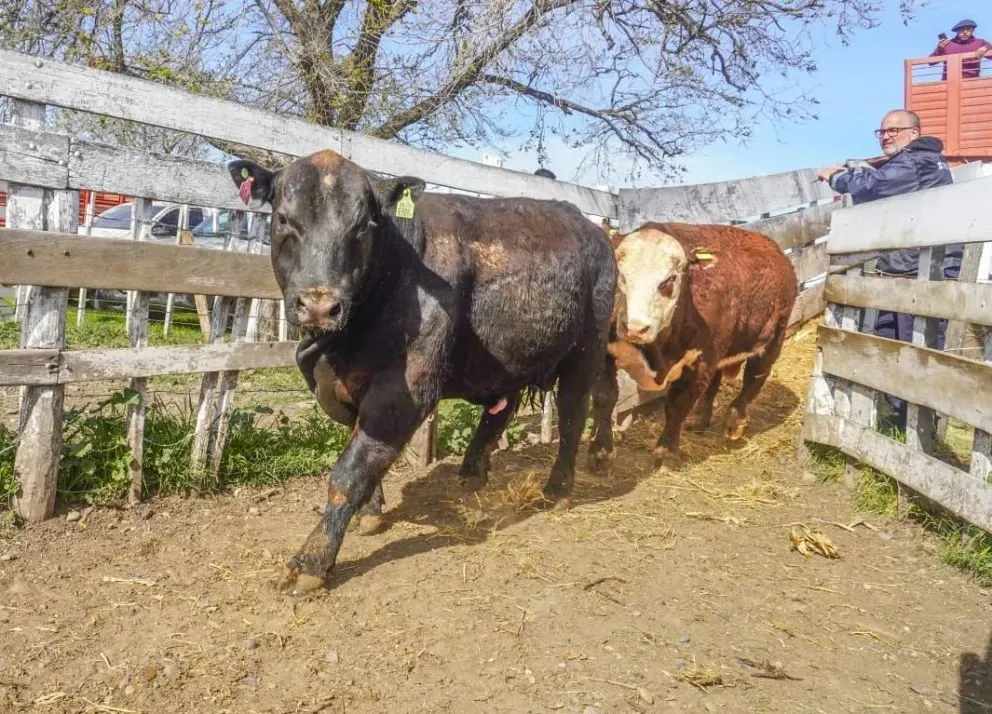 Tras el circuito de remates de primavera, la Federación de Sociedades Rurales destacó la flexibilidad para el traslado familiar de carne y la habilitación de salas de faena municipales. Foto: Archivo de NoticiasNet.