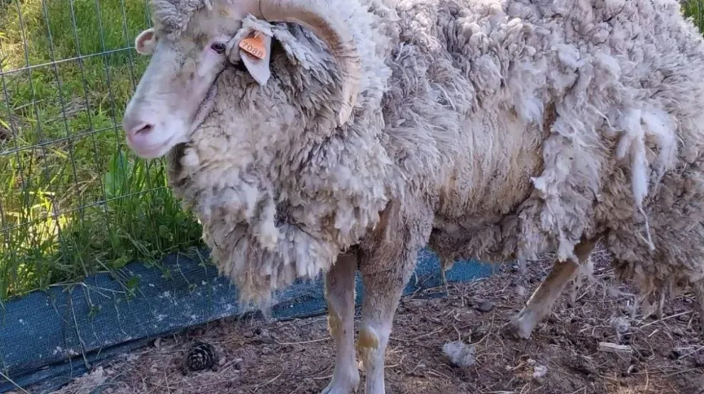 La sarna ovina, una enfermedad altamente contagiosa y que no puede ser tratada en escenario de lluvias. Fotos Web.