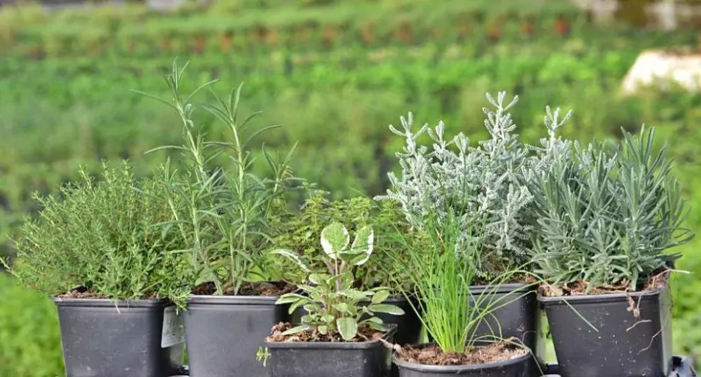 Los estudiantes del CET N.º 29 compartirán con la comunidad los plantines aromáticos producidos en el Invernadero Escuela Municipal de Luis Beltrán. Foto: ilustrativa.
